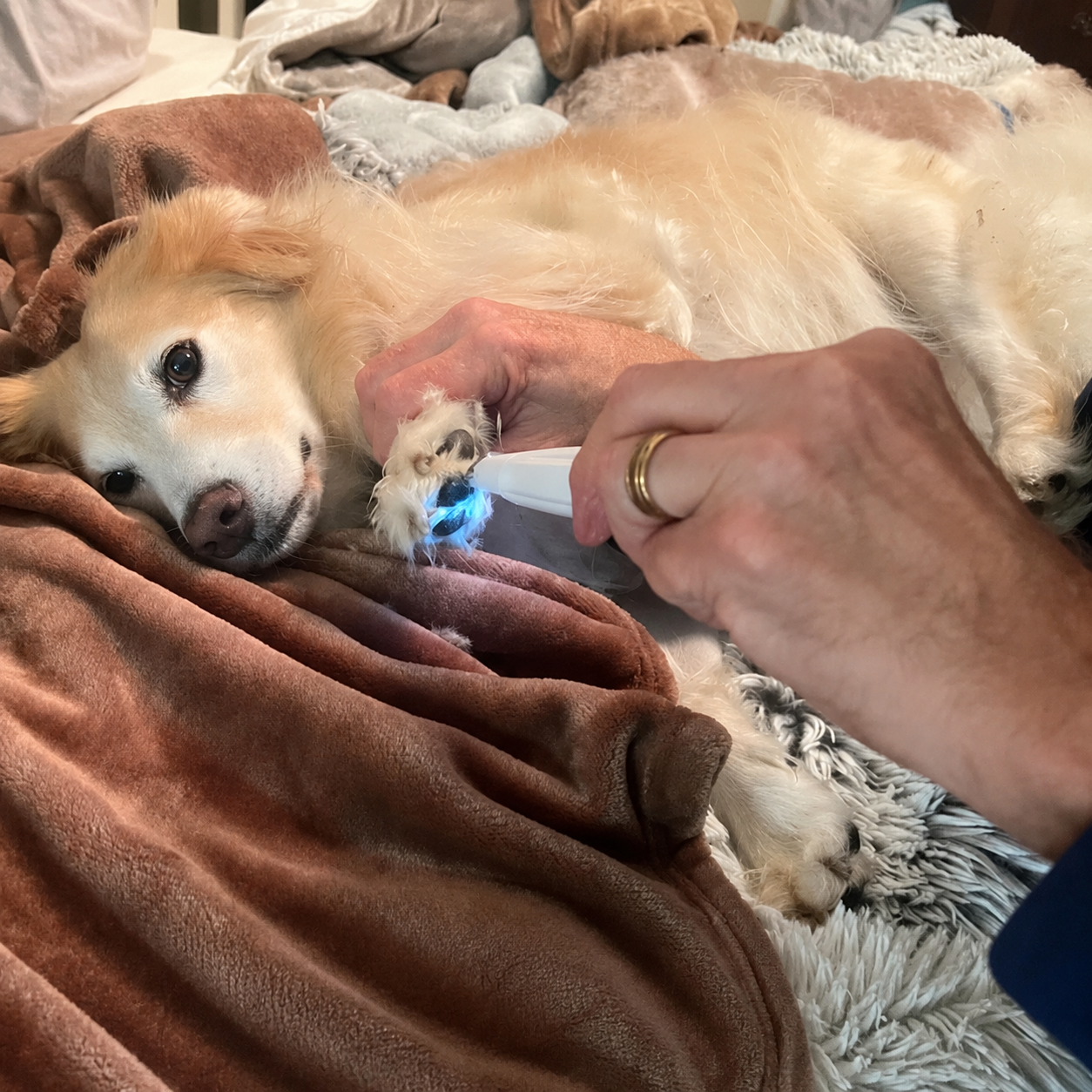 Pawsense Presis potetrimmer for hund